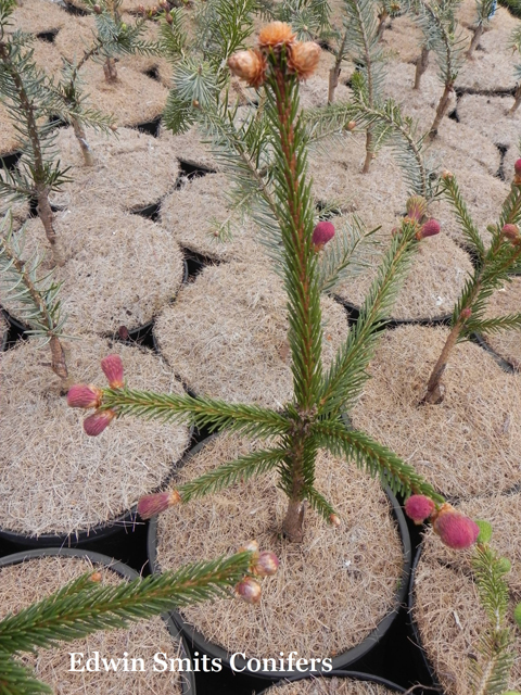 Picea abies 'Punapaula'